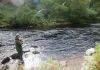 salmon-fishing